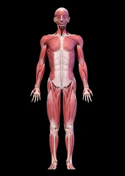 Human anatomy 3d illustration, male muscular system full body, frontal view. On black background.