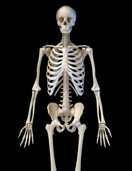 Human anatomy, 3/4 bone skeletal system. Front view. On black background. 3d illustration.