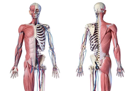 Human Anatomy 3/4 body skeletal, muscular and cardiovascular systems. Front and back views, on white background. 3d Illustration