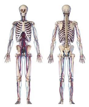 Human body anatomy. 3d illustration of Skeletal and cardiovascular systems. Front and Rear views. On white background.