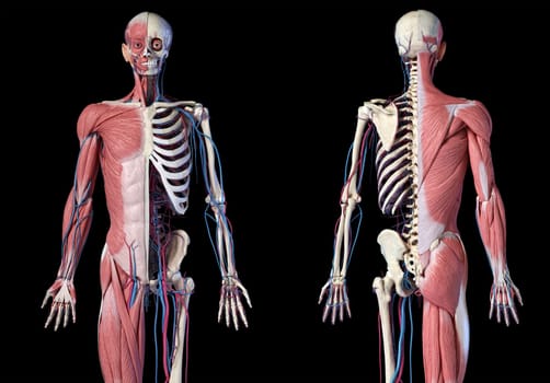 Human Anatomy 3/4 body skeletal, muscular and cardiovascular systems. Front and back views, on black background. 3d Illustration
