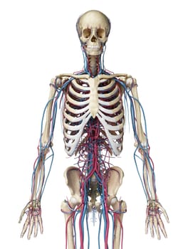 Human body anatomy. 3d illustration of 3/4 Skeletal and cardiovascular systems. Viewed from the front. On white background.