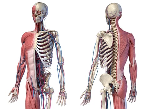 Human Anatomy 3/4 body skeletal, muscular and cardiovascular systems. Perspective Front and back views, on white background. 3d Illustration