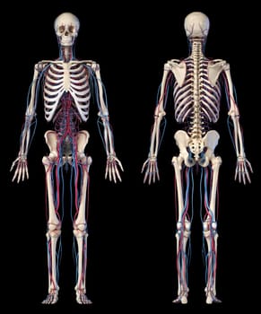 Human body anatomy. 3d illustration of Skeletal and cardiovascular systems. Two views, front and back. On black background.