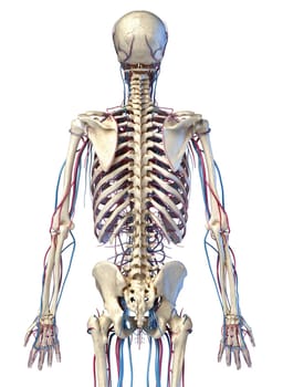 Human body anatomy. 3d illustration of 3/4 Skeletal and cardiovascular systems. Viewed from the back. On white background.