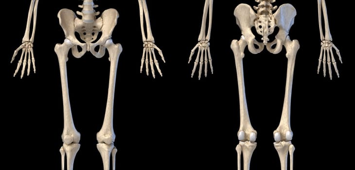 Human Anatomy, hip, limbs and hands skeletal system. Front and back views. On black background. 3d illustration.