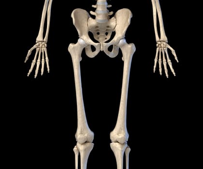 Human Anatomy, hip, limbs and hands skeletal system. Front view. On black background. 3d illustration.