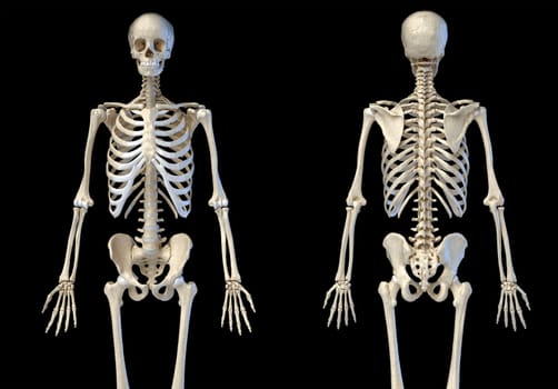 Human Anatomy 3/4 body male skeleton. Front and rear views on white background. 3d illustration.
