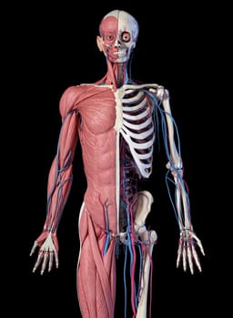 Human Anatomy 3/4 body skeletal, muscular and cardiovascular systems. Front view, on black background. 3d Illustration