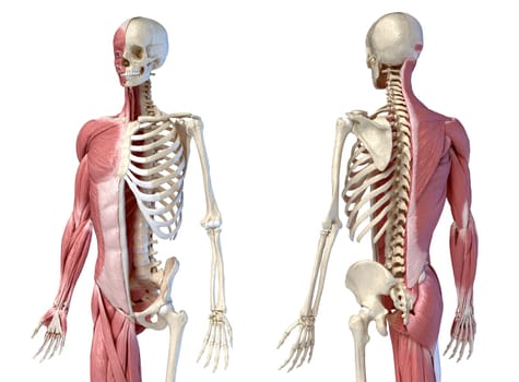 Human male anatomy, 3/4 figure muscular and skeletal systems, front and back perspective views. on white background. 3d anatomy illustration.