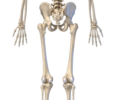 Human Anatomy, hip, limbs and hands skeletal system. Back view. On white background. 3d illustration.