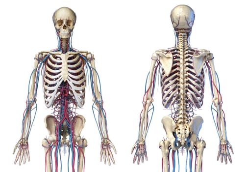 Human body anatomy. 3d illustration of 3/4 Skeletal and cardiovascular systems. Viewed from the front and back. On white background. 3d Illistration.