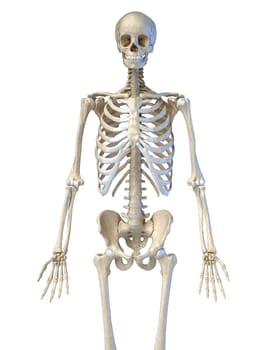 Human anatomy, 3/4 bone skeletal system. Front view. On white background. 3d illustration.