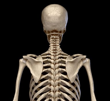Human Anatomy, skeletal system of the Torso. viewed from the back. On black background.
