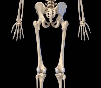 Human Anatomy, hip, limbs and hands skeletal system. Back view. On black background. 3d illustration.