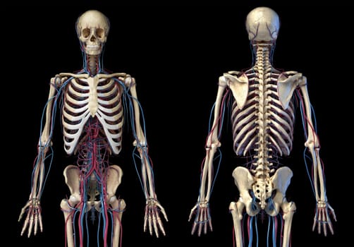 Human body anatomy. 3d illustration of 3/4 Skeletal and cardiovascular systems. Viewed from the front and back. On black background. 3d Illistration.