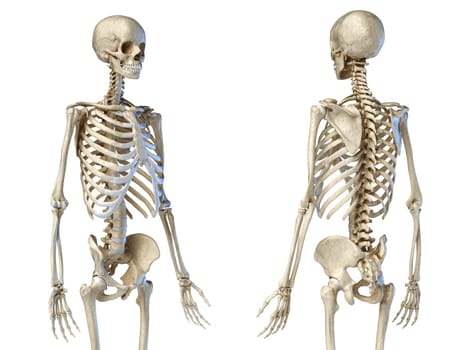 Human Anatomy 3/4 body male skeleton. Perspective Front and rear views on white background. 3d illustration.
