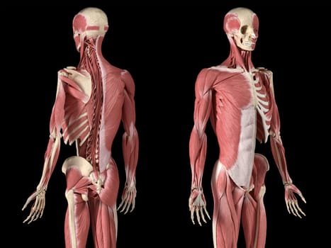 Human male anatomy, 3/4 figure muscular and skeletal systems, with internal muscle layers. Back and front perspective views. on black background. 3d anatomy illustration.