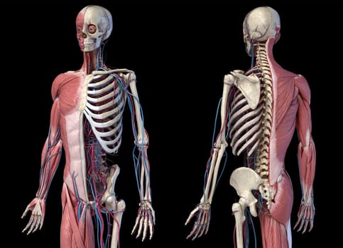 Human Anatomy 3/4 body skeletal, muscular and cardiovascular systems. Perspective Front and back views, on black background. 3d Illustration