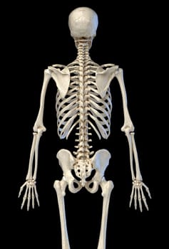 Human anatomy, 3/4 bone skeletal system. Rear view. On black background. 3d illustration.