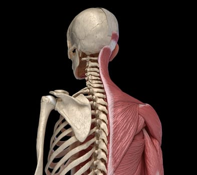 Human body, torso skeletal and muscular systems, back perspective view on black background. 3d anatomy illustration.