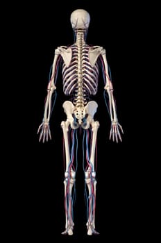 Human body anatomy. 3d illustration of Skeletal and cardiovascular systems. Viewed from the back. On black background.