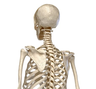Human Anatomy, skeletal system of the Torso. viewed from the back. On white background. 3d illustration