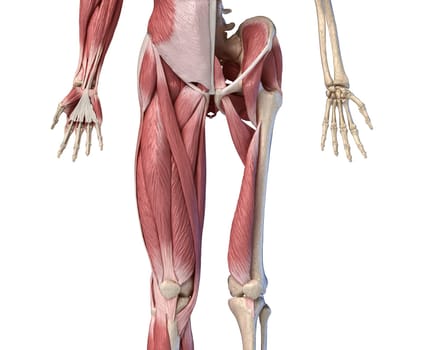 Human male anatomy, limbs and hip muscular and skeletal systems, with internal muscle layers. Front view, on white background. 3d anatomy illustration.