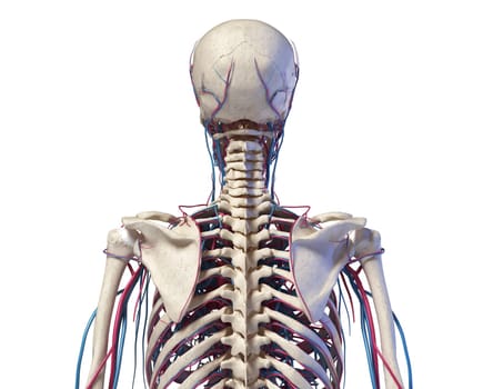Human anatomy. Skeleton of the torso with veins and arteries. Back view. On white background. 3d illustration.