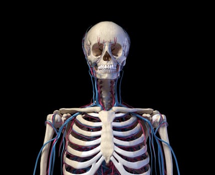 Human anatomy. Skeleton of the torso with veins and arteries. Front view. On black background. 3d illustration.