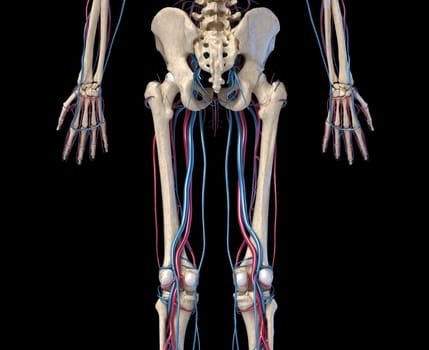 Human body anatomy. 3d illustration of Hip, legs and hands skeletal and cardiovascular systems. Viewed from the back. On black background.