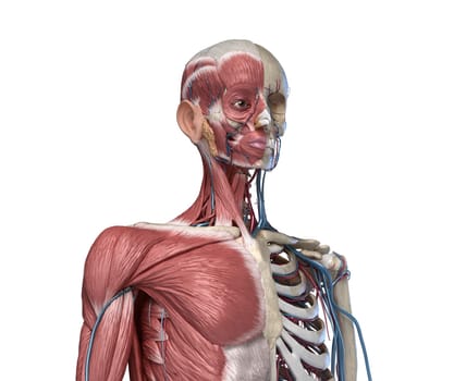 Human Anatomy Torso skeleton with muscles, veins and arteries. front perspective view, on white background. 3d anatomy Illustration