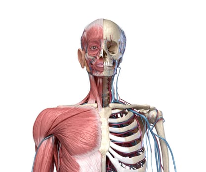 Human Anatomy Torso skeleton with muscles, veins and arteries. front view, on white background. 3d anatomy Illustration