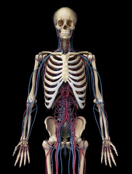 Human body anatomy. 3d illustration of 3/4 Skeletal and cardiovascular systems. Viewed from the front. On black background.