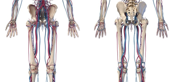 Human body anatomy. 3d illustration of Hip, legs and hands skeletal and cardiovascular systems. Viewed from the front and back. On white background.