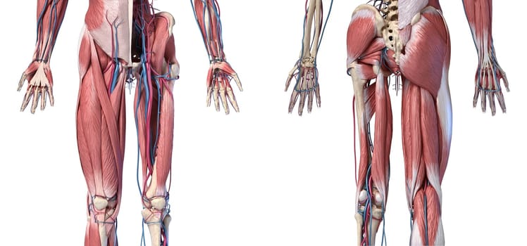Human Anatomy, Limbs and hip skeletal, muscular and cardiovascular systems, with sub layers muscles. front anche rear views, on white background. 3d Illustration