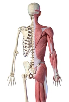 Human male anatomy, 3/4 figure muscular and skeletal systems, back view on white background. 3d anatomy illustration.