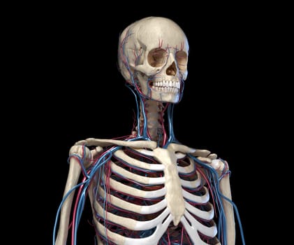 Human anatomy. Skeleton of the torso with veins and arteries. Front perspective view. On black background. 3d illustration.