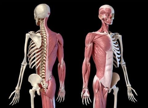 Human male anatomy, 3/4 figure muscular and skeletal systems, back and front perspective views. on black background. 3d anatomy illustration.