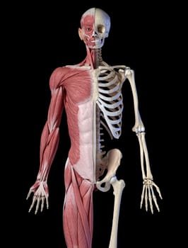 Human male anatomy, 3/4 figure muscular and skeletal systems, front view on black background. 3d anatomy illustration.