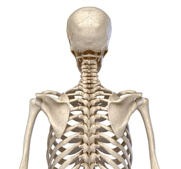 Human Anatomy, skeletal system of the Torso. viewed from the back. On white background. 3d illustration.