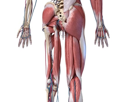 Human Anatomy, Limbs and hip skeletal, muscular and cardiovascular systems, with sub layers muscles. back view, on white background. 3d Illustration