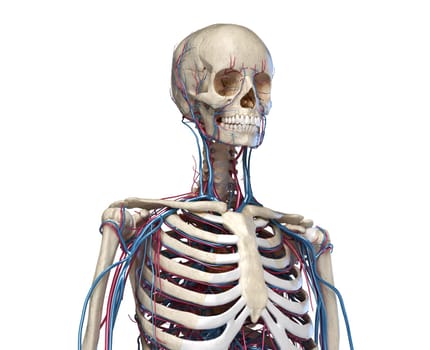 Human anatomy. Skeleton of the torso with veins and arteries. Front perspective view. On white background. 3d illustration.