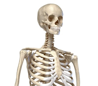 Human Anatomy, skeletal system of the Torso. viewed from the front. On white background. 3d illustration.