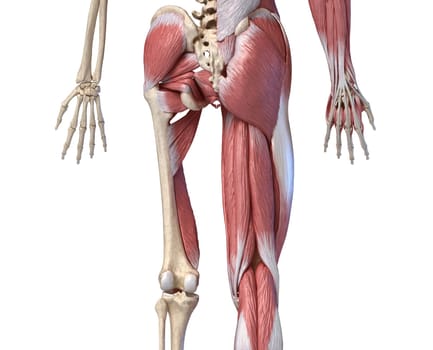Human male anatomy, limbs and hip muscular and skeletal systems, with internal muscle layers. Back view. on white background. 3d anatomy illustration.