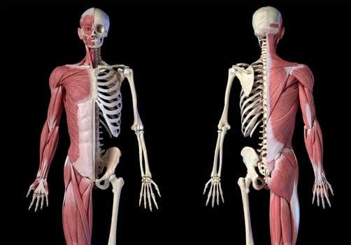 Human male anatomy, 3/4 figure muscular and skeletal systems, front and back views on black background. 3d anatomy illustration.