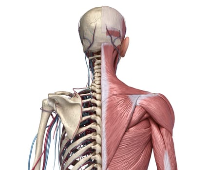 Human Anatomy Torso skeleton with muscles, veins and arteries. Back view, on white background. 3d anatomy Illustration
