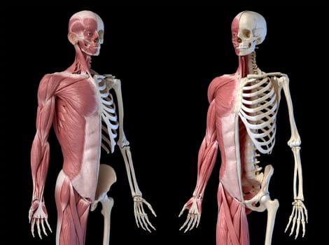 Human male anatomy, 3/4 figure muscular and skeletal systems, perspective front two views on black background. 3d anatomy illustration.
