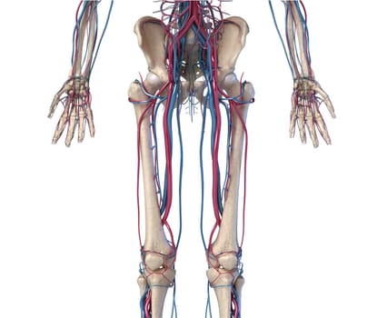 Human body anatomy. 3d illustration of Hip, legs and hands skeletal and cardiovascular systems. Viewed from the front. On white background.