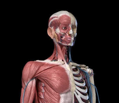 Human Anatomy Torso skeleton with muscles, veins and arteries. front perspective view, on black background. 3d anatomy Illustration